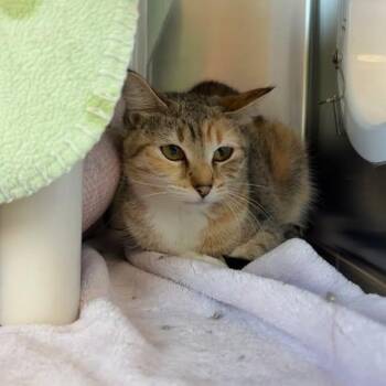 Snickers/Lucy - BONDED PAIR -  Calico Cat for Adoption in Little Falls, Minnesota - Snickers/Lucy - BONDED PAIR | PetCurious