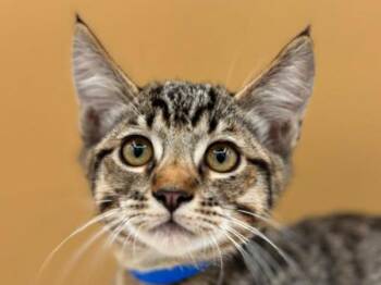 Jonas -  Domestic Short Hair Cat for Adoption in Portland, Oregon - Jonas | PetCurious