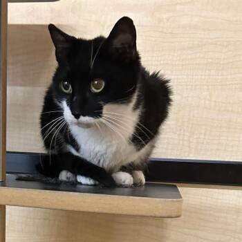 Domestic Short Hair Cats Available for Adoption in Gladstone, Oregon - Flavel | PetCurious