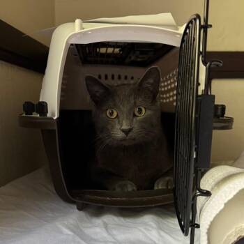 Cuore -  Domestic Short Hair Cat for Adoption in Wheeling, Illinois - Cuore | PetCurious