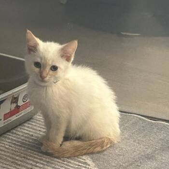 Rescue Siamese and Domestic Short Hair Cats for Adoption in Madison, Wisconsin - Dean | PetCurious