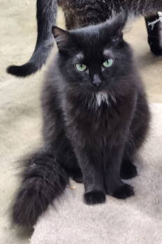 Rescue Domestic Long Hair Cats for Adoption in Crossville, Tennessee - Lucy | PetCurious