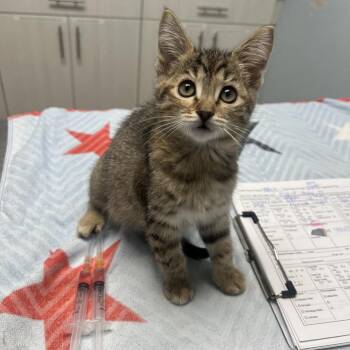 Daiquiri -  Domestic Short Hair Cat for Adoption in Riverside, California - Daiquiri | PetCurious