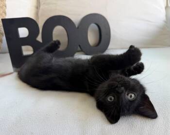 Boo26 -  Domestic Short Hair and Bombay Cat for Adoption in Nashville, Tennessee - Boo26 | PetCurious