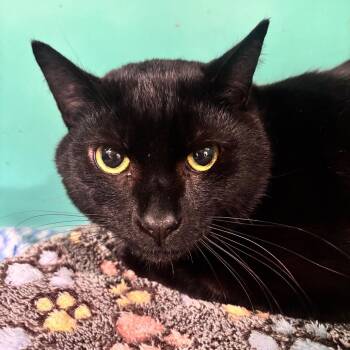 Slim Jim 116C25 -  Domestic Short Hair Cat Available for Adoption in Napoleon, Ohio - Slim Jim 116C25 | PetCurious