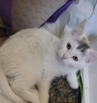 Domestic Short Hair Cats Available for Adoption in Minneapolis, Minnesota - Tiana | PetCurious