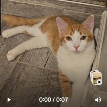 Patch -  American Wirehair Cat for Adoption in Mount Pleasant, South Carolina - Patch | PetCurious