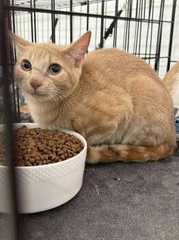 Sunny D -  Domestic Short Hair Cat for Adoption in Scranton, Pennsylvania - Sunny D | PetCurious