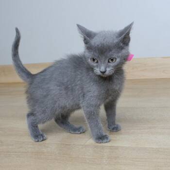 Domestic Short Hair Cats Available for Adoption in Minnetonka, Minnesota - Charmin C69020 | PetCurious