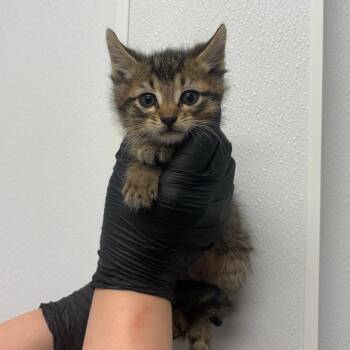 Squiggle -  Domestic Short Hair Cat Available for Adoption in Abilene, Texas - Squiggle | PetCurious