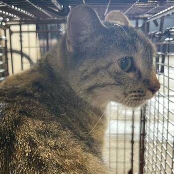Nanaka -  Domestic Short Hair Cat for Adoption in Des Moines, Iowa - Nanaka | PetCurious