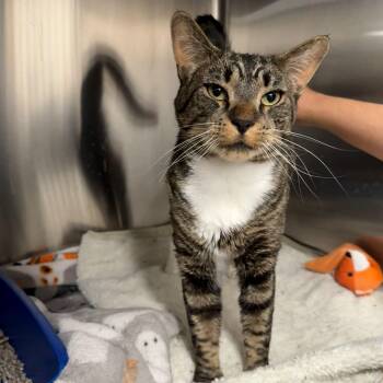 Sweet Pickles -  Domestic Short Hair Cat Available for Adoption in Waltham, Massachusetts - Sweet Pickles | PetCurious