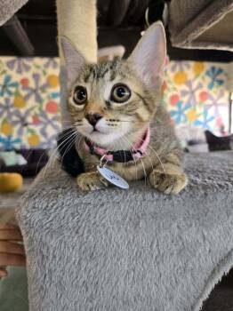 Lee -  Domestic Short Hair Cat for Adoption in Tucson, Arizona - Lee | PetCurious