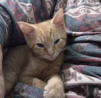 Julius -  Domestic Short Hair Cat for Adoption in South Bend, Indiana - Julius | PetCurious