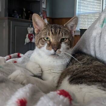 Rescue Domestic Short Hair Cats for Adoption in Bloomfield, New Jersey - Mackie-the Lap Cat! | PetCurious