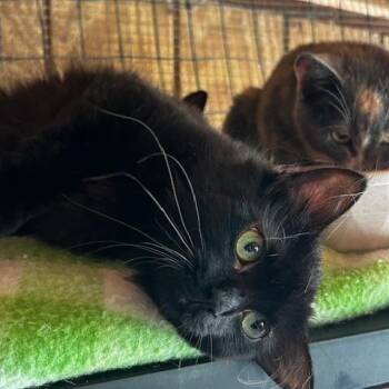 Domestic Long Hair Cats Available for Adoption in Ashland, Ohio - Love Bug (bonded With Amore) | PetCurious