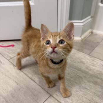 Chaos -  Domestic Short Hair Cat for Adoption in Brownsboro, Alabama - Chaos | PetCurious