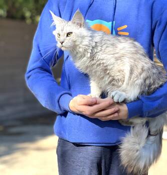 Maine Coon Cats Available for Adoption in Valparaiso, Indiana - VICTORIA | PetCurious