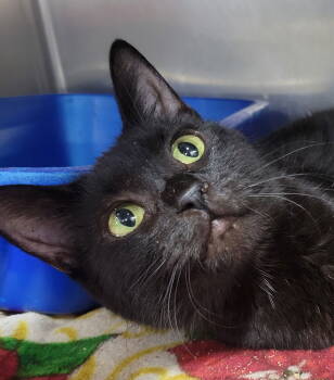 Rescue Domestic Short Hair Cats for Adoption in Cuyahoga Falls, Ohio - Duplo | PetCurious