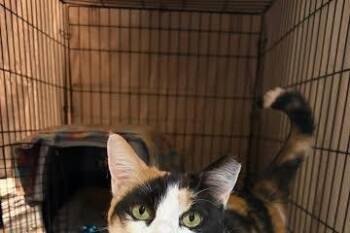 Rescue Domestic Short Hair Cats for Adoption in New York, New York - Callie | PetCurious