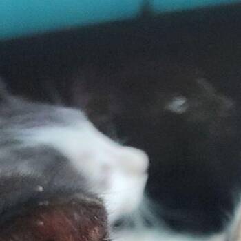 Pip -  Domestic Short Hair Cat for Adoption in Kingman, Arizona - Pip | PetCurious