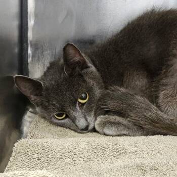 Sunflower -  Domestic Short Hair Cat for Adoption in Martinsville, Virginia - Sunflower | PetCurious