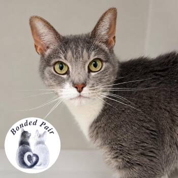 May -  Domestic Short Hair Cat for Adoption in Champaign, Illinois - May | PetCurious
