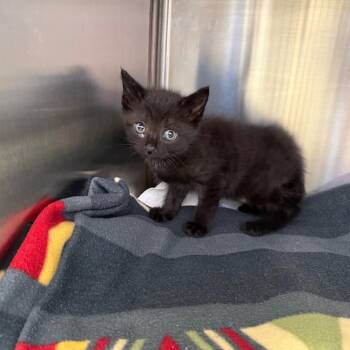 Inky -  Domestic Short Hair Cat for Adoption in Madisonville, Tennessee - Inky | PetCurious