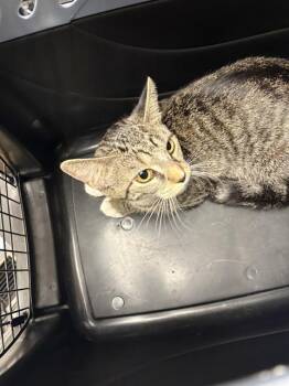 Domestic Short Hair Cats Available for Adoption in Minneapolis, Minnesota - POCUS | PetCurious