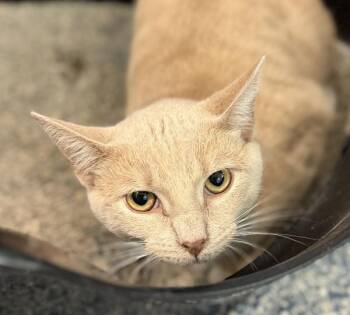 Domestic Short Hair Cats Available for Adoption in Golden, Colorado - Simon | PetCurious