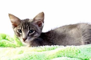 PIKACHU -  Domestic Short Hair Cat for Adoption in Fort Lauderdale, Florida - PIKACHU | PetCurious