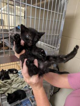 Rescue Domestic Short Hair Cats for Adoption in Nacogdoches, Texas - Nicky | PetCurious