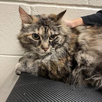 Aphrodite -  Domestic Medium Hair Cat for Adoption in Bristol, Indiana - Aphrodite | PetCurious