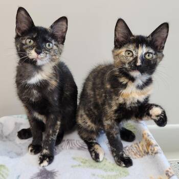 Serena & Venus -  Tortoiseshell Cat for Adoption in Marshfield, Wisconsin - Serena & Venus | PetCurious