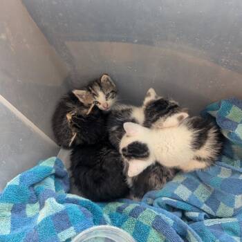 Dali -  Domestic Short Hair Cat for Adoption in Asheville, North Carolina - Dali | PetCurious