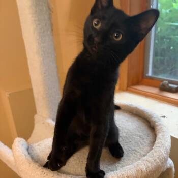 Kip Grady -  Domestic Short Hair Cat for Adoption in Saint Paul, Minnesota - Kip Grady | PetCurious