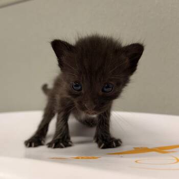 Don -  Domestic Short Hair Cat for Adoption in Tampa, Florida - Don | PetCurious