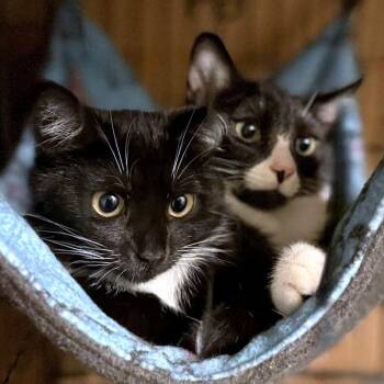 Domestic Short Hair Cats Available for Adoption - Dee & Dennis | PetCurious