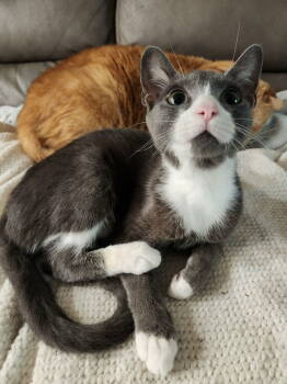 Rescue Domestic Short Hair Cats for Adoption in Dallas, Texas - Kitty Marie | PetCurious