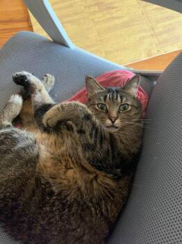 Rescue American Shorthair Cats for Adoption - Mimi | PetCurious