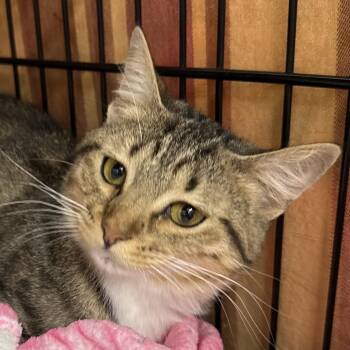 Bumble -  Domestic Short Hair Cat for Adoption in Bismarck, North Dakota - Bumble | PetCurious