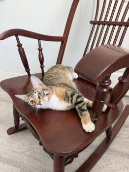 Domestic Short Hair Cats Available for Adoption - Peppermint Patty | PetCurious