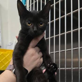 Lego -  Domestic Short Hair Cat for Adoption in Morgan Hill, California - Lego | PetCurious