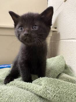 Rescue Domestic Short Hair Cats for Adoption in Fruit Heights, Utah - Moto | PetCurious