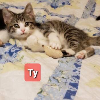 Ty -  Domestic Short Hair Cat for Adoption in Carmel, Indiana - Ty | PetCurious