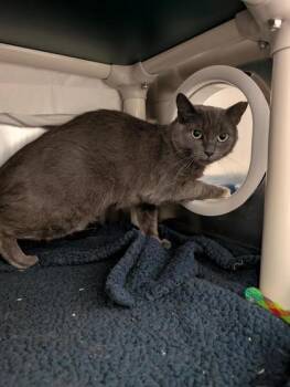 Arya Stark -  Domestic Short Hair Cat for Adoption in Montreal, Quebec - Arya Stark | PetCurious