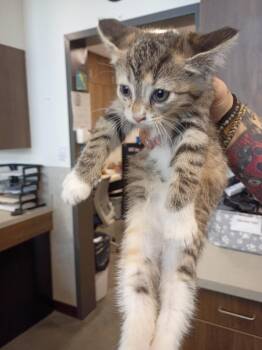 Domestic Short Hair Cats Available for Adoption in Clarksville, Tennessee - Marcia | PetCurious