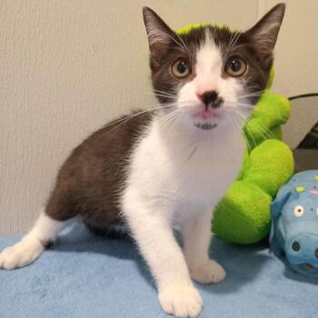 Domestic Short Hair Cats Available for Adoption in Tampa, Florida - Rooney | PetCurious