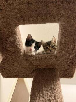 Miney -  Domestic Short Hair Cat for Adoption in Fort Collins, Colorado - Miney | PetCurious