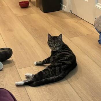 Domestic Short Hair Cats Available for Adoption - Rogue | PetCurious